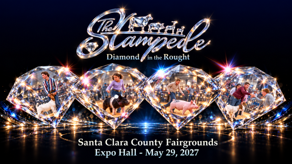 The Stampede – Diamond in the Rough